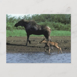 Carte Postale L'orignal et le veau