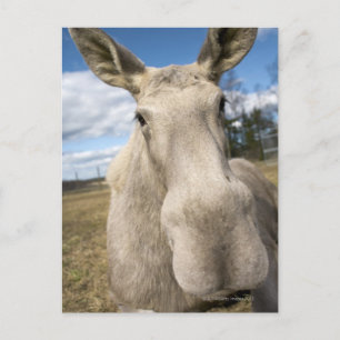 Carte Postale L'orignal sur un champ, Suède.