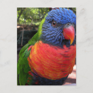 Carte Postale Lorikeet