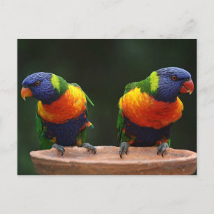 Carte Postale Lorikeet