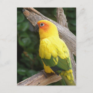 Carte postale Lorikeet