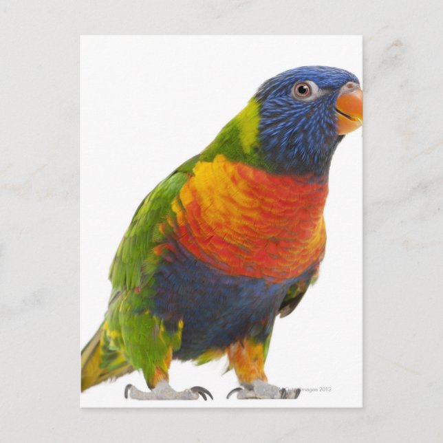 Carte Postale Lorikeet arc-en-ciel féminin - Trichoglossus (Devant)