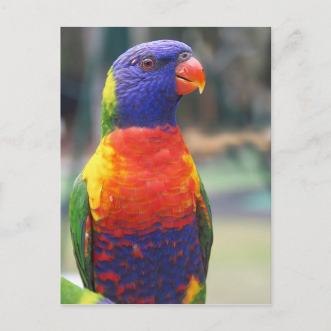 Carte Postale Lorikeet arc-en-ciel (Trichoglossus haematodus 2) (Devant)
