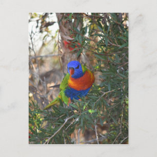 CARTE POSTALE LORIKEET EN PANNEAU EN AUSTRALIE RURALE ARBRE