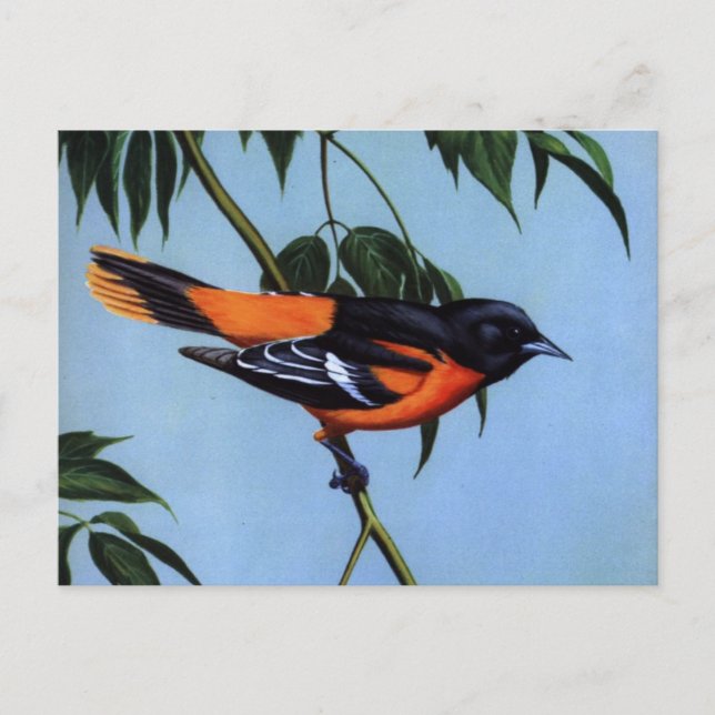 Carte Postale L'Oriole de Baltimore de Weber (Devant)