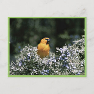 Carte Postale L'oriole de Bullock