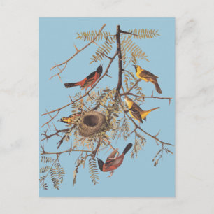 Carte Postale L'Oriole du verger d'Audubon dans le Criquet de mi