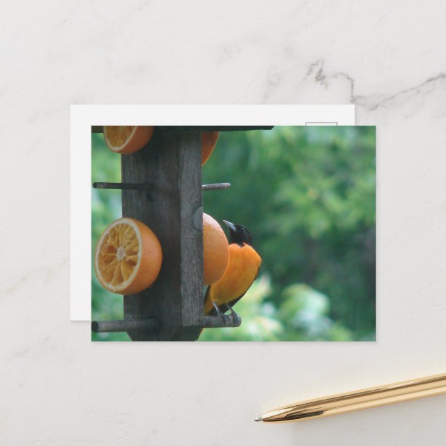 Carte Postale Loriole et Oranges (Devant/Arrière en situation)