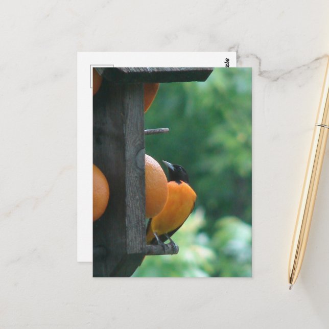 Carte Postale Loriole et Oranges (Devant/Arrière en situation)