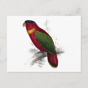 Carte Postale Lory à cou noir par Edward Lear