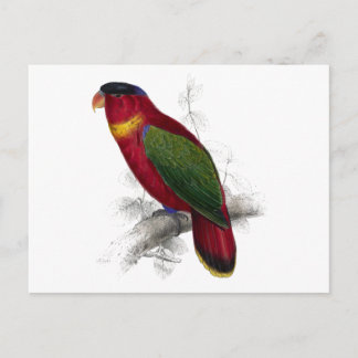 Carte Postale Lory à cou noir par Edward Lear