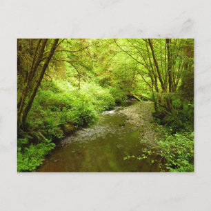 Carte Postale Lost Man Creek I au parc national de Redwood