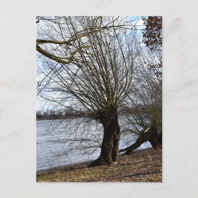 Carte Postale Lost Places, vieux Arbre sur la rive de la rivière (Devant)
