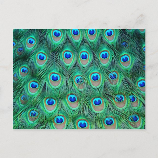 Carte Postale lotsDePlumes (Devant)