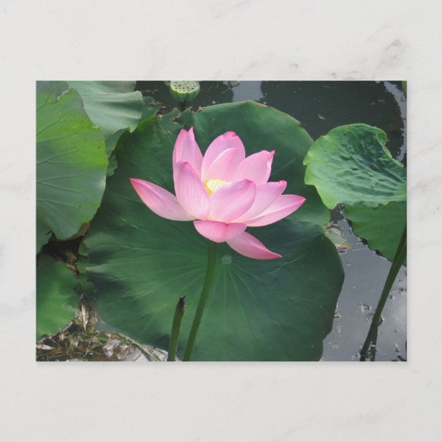 Carte Postale Lotus (Devant)