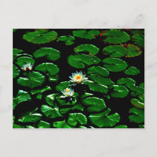 Carte Postale Lotus