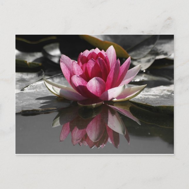 Carte Postale Lotus (Devant)