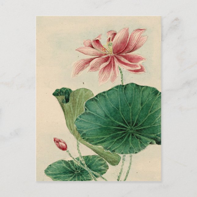 Carte postale Lotus (Devant)