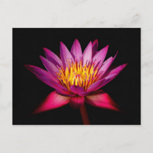 Carte Postale Lotus