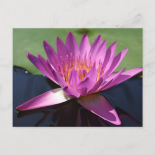 Carte postale Lotus