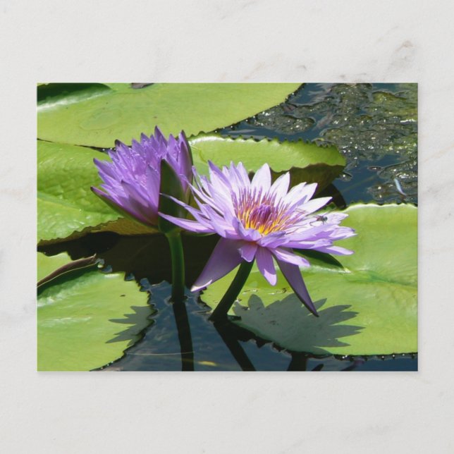Carte Postale Lotus (Devant)