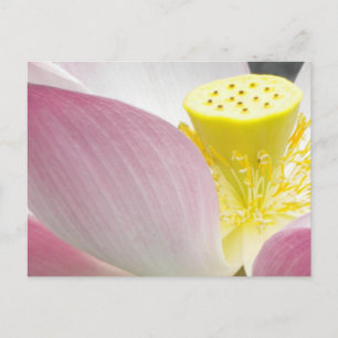 Carte postale Lotus