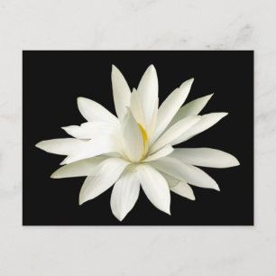 Carte Postale Lotus blanc