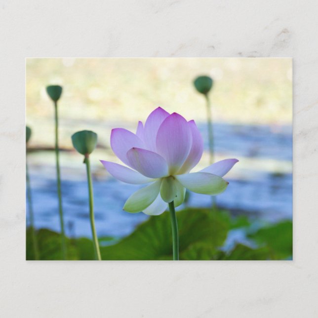 Carte Postale Lotus Bloom (Devant)