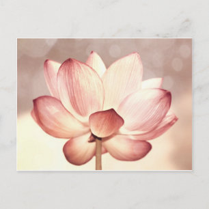 Carte Postale Lotus Blossom Rose