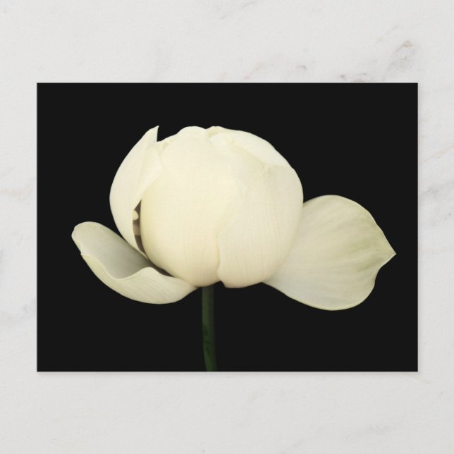 Carte Postale Lotus Bud (Devant)
