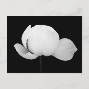 Carte Postale Lotus Bud