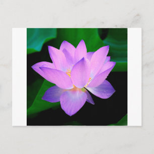 Carte Postale lotus eau rendez-vous romantique mariage paix espo