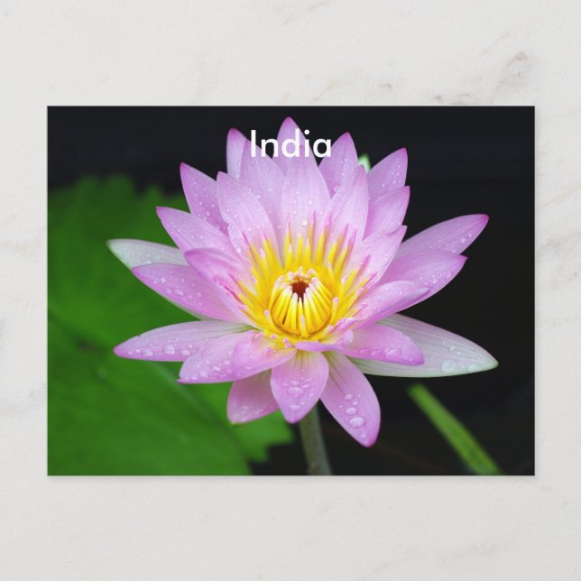 Carte Postale Lotus en Inde (Devant)