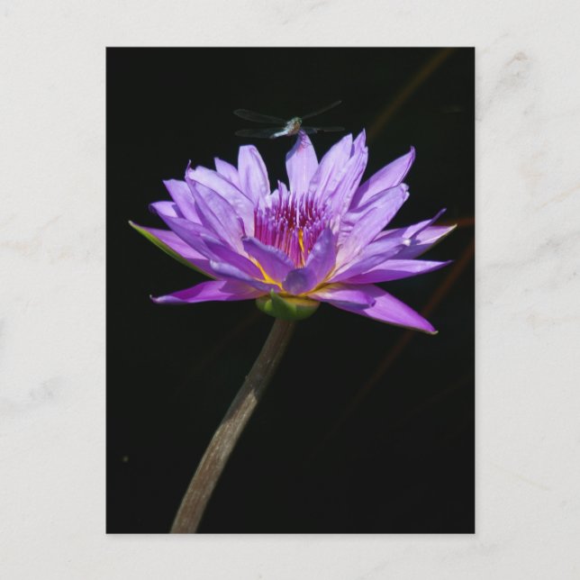 Carte Postale Lotus et Libellule (Devant)