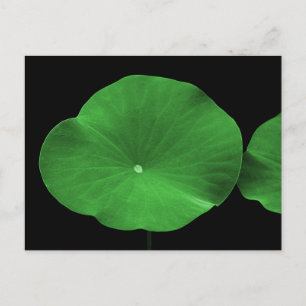 Carte Postale Lotus Feuilles