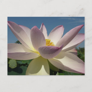 Carte Postale Lotus Flower et Blue Sky I