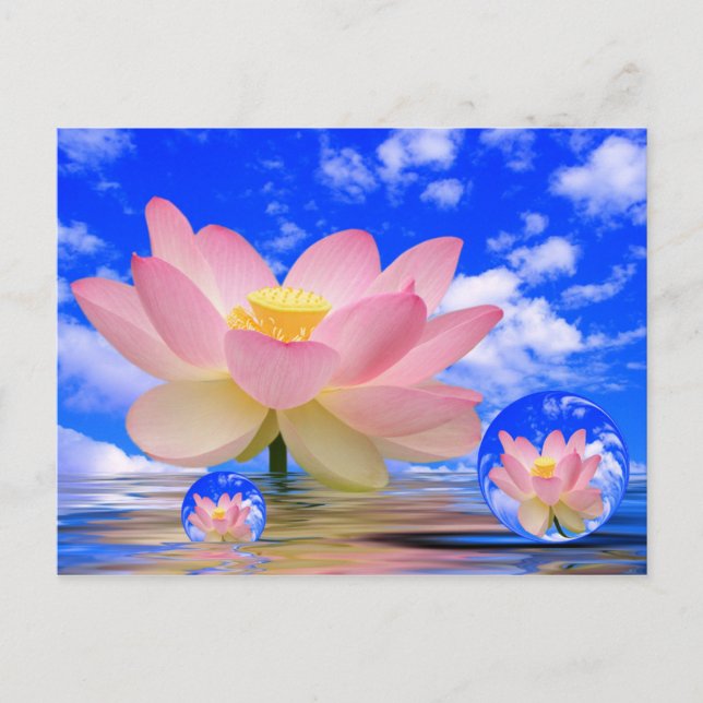 Carte Postale Lotus Flower né dans l'eau (Devant)