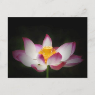 Carte Postale Lotus Flower Photographie Super Yoga Om Cadeau! L