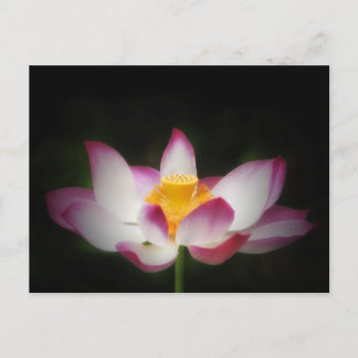 Carte Postale Lotus Flower Photographie Super Yoga Om Cadeau! L