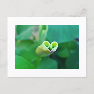 Carte Postale Lotus Heart ポストカード