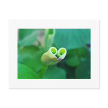 Lotus Heart ポストカード