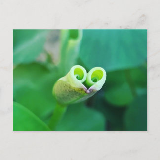 Carte Postale Lotus Heart ポストカード