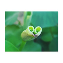 Lotus Heart ポストカード