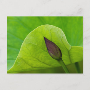 Carte Postale Lotus Leaf et Bud   Caroline du Nord