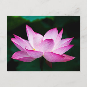 Carte Postale Lotus rose