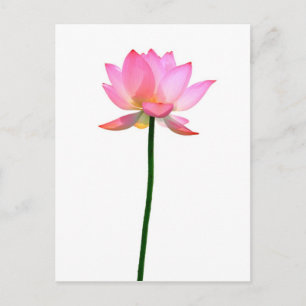 Carte Postale Lotus rose