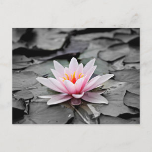 Carte Postale Lotus rose