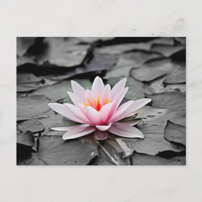 Carte Postale Lotus rose (Devant)