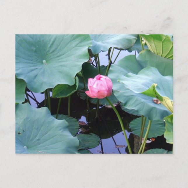 Carte Postale Lotus sur le point de fleurir (Devant)