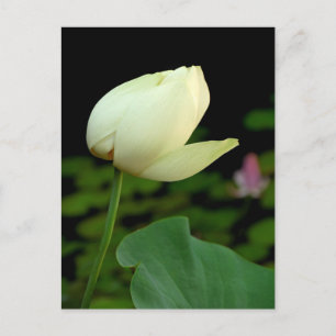 Carte Postale Lotus Water Lily Bud